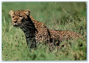 c1960's Leopard Serengeti National Park Tanzania Vintage Posted Postcard