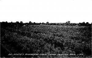 Postcard RPPC Michigan Grand Forks Dr. Keef's Blueberry Farm Cook 23-3985