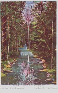 Brazil Pará State Tropical Vegetation Vintage Postcard C253