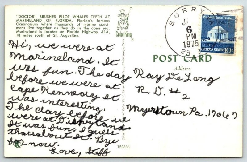 Pilot Whale Getting Teeth Brushed  Marineland  Florida   Postcard