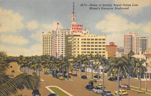Rows of Stately Royal Palms Line Biscayne Boulevard - Miami, Florida FL  