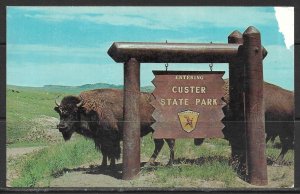 Pennsylvania - Custer State Park - Buffalo - [PA-187]