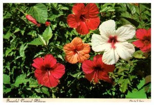 Beautiful Tropical Hibiscus Hawaii Postcard