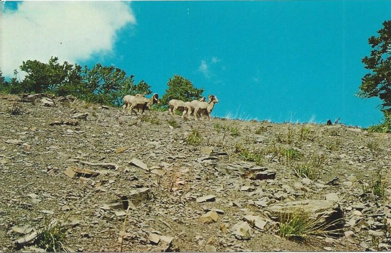 Mistake Postcard Longhorn Sheep on Front, Buds Coffee Shop, Alberta on the Back