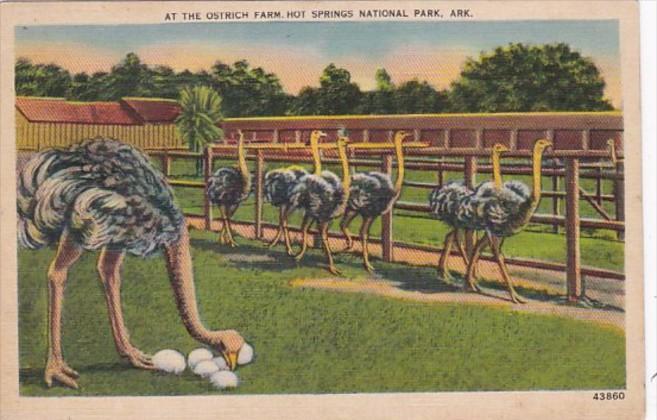 Arkansas Hot Springs Scene At The Ostrich Farm