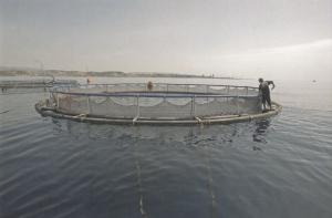 Cyprus developing fish farming by Kimagro
