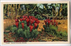 AZ - Cactus in Bloom