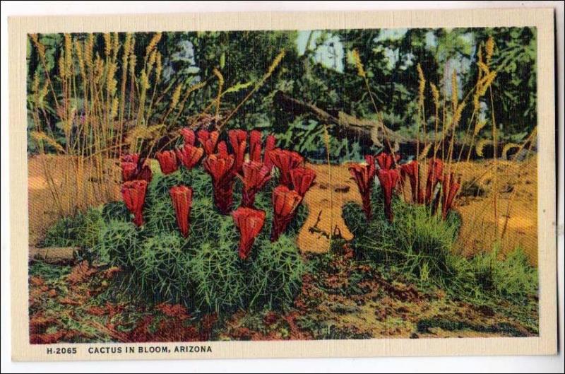 AZ - Cactus in Bloom