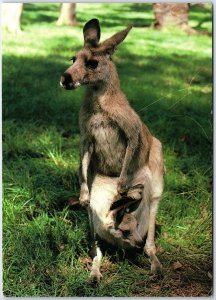 CONTINENTAL SIZE POSTCARD SIGHTS SCENES & CULTURE OF AUSTRALIAN KANGAROO