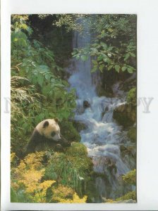 3179584 Giant Panda old postcard