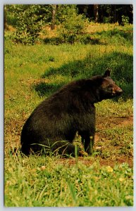 Animals~Ol Smokey The Black Bear Sitting In Meadow Color Photo~Vintage Postcard
