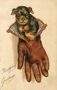 Embossed Art Birthday Greeting Postcard Doberman Puppy Dog In a Glove 144