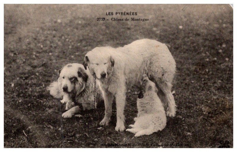 Dog , Pyrenees