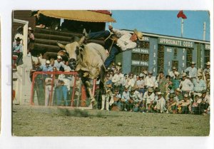 3058928 CANADA Calgary Stampede Brahma Bull Riding 