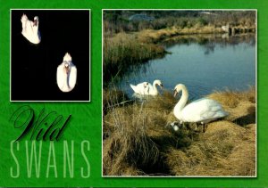 Birds Wild Swans In Southern New England