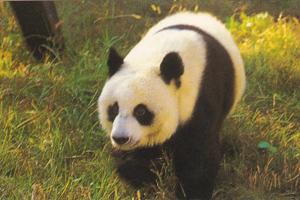 Chinese Panda Bear Splendid China Kissimmee Florida