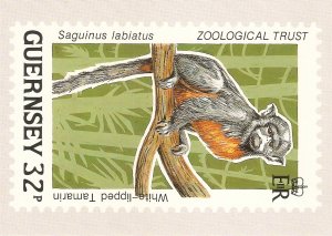 Animal. White-lippez Tamarin Monkey  Guernesey Post Office Stamp card