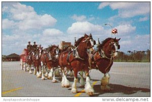 The World Famous Budweiser Clydesdale 8 Horse Team Tampa Florida