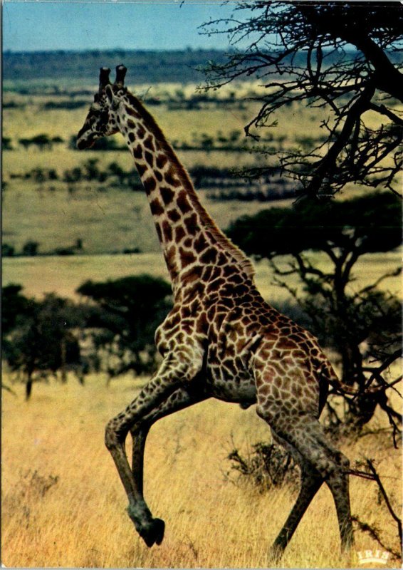 VINTAGE CONTINENTAL SIZE POSTCARD GIRAFFE ON THE RUN AFRICA POSTED LIBERIA 1978