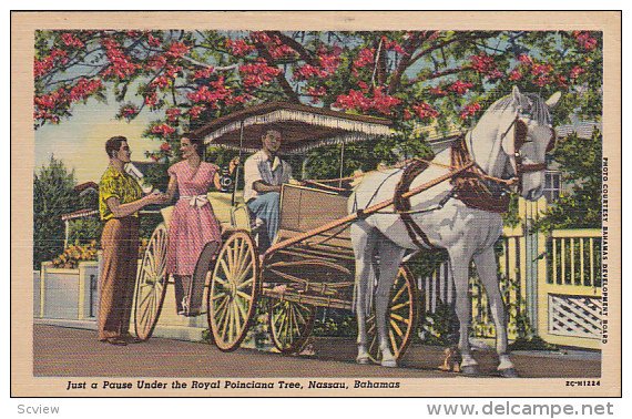 Horse Carriage, Just A Pause Under The Royal Poinciana Tree, NASSAU, Bahama...