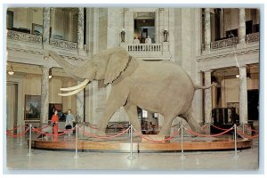 1960 African Bush Elephant Largest Specimen View Smithsonian Institute Postcard