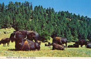 Buffalo in South Dakota