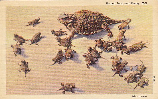 Horned Toad and Young Curteich