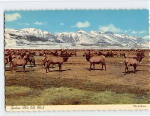 Postcard Jackson Hole Elk Herd, Jackson, Wyoming