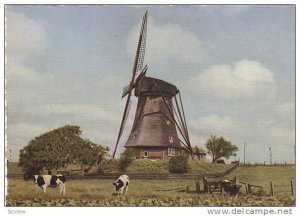 Cows, Windmill, The Flower Centre Of Europe, Aalsmeer (North Holland), Nether...