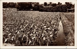 Taro Field Hawaiian Islands Hawaii HI Real Photo Postcard E47 UNUSED