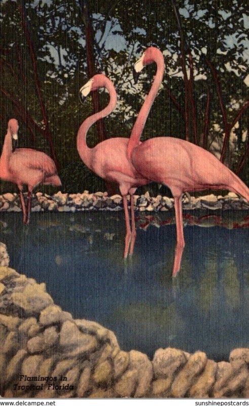 Birds Flamingos At Florida Wild Animal Ranch St Petersburg Florida 1953 Curteich