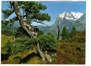 Large Tree, Kleine Scheidegg-Wetterhorn Alps, Mountains, Switzerland