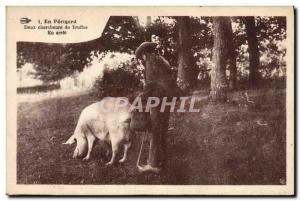 Old Postcard Pig Pig Folklore Perigord truffles Two researchers in stop