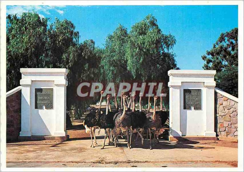 Postcard Modern Die ingang na Vertoonplaas Oudtshoorn Highgate Ostrich Suid A...