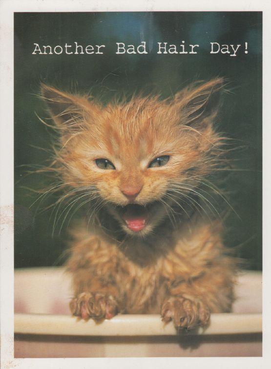 Kitten In A Bath Washing Fur Another Bad Hair Day Cat Postcard