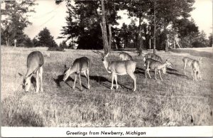 RPPC Northwoods Deer Grazing, Greetings from Newberry MI Vintage Postcard Q53