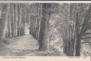 Shropshire; Ludlow Castle Avenue PPC Unposted, c 1910's