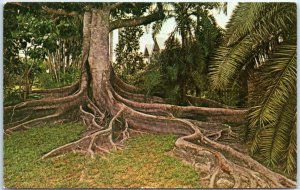 Postcard - Moreton Bay Fig, Edison Winter Home - Fort Myers, Florida