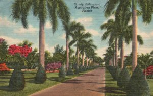 Vintage Postcard 1956 Stately Palms And Australian Pies Landscapes Florida Fla.