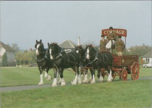 Berkshire Postcard - Maidenhead, Courage Shire Horse Centre RR18240