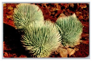 Silversword On Haleakala Maui Hawaii Postcard