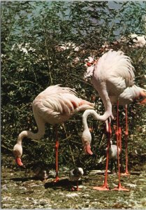 Flamingoes African Wild Life Bird Birds Unused Vintage Postcard C1