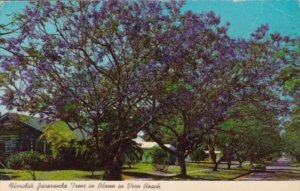 Florida Trees Jacaranda Tree In Bloom In Vero Beach