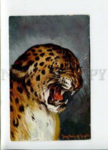 3157152 Hunt LEOPARD Portrait by DONADINI vintage Postcard