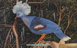 Goura Goura Colorful Pigeon Bird Parrot Jungle Miami Florida linen postcard