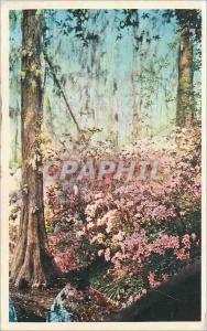 Postcard Old Cypress Gardens Oakley South Carolina