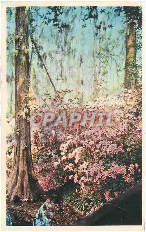 Postcard Old Cypress Gardens Oakley South Carolina