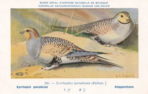 Pallas's Sandgrouse Syrrhaptes Paradoxus WW2 Bird Rare Postcard