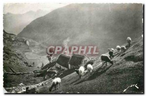 Postcard Old Earth in High Mountain Pasture Pyreneen