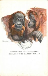 Postcard Germany Berlin C-1910 Zoo Orangutan Artist Impression 23-3230